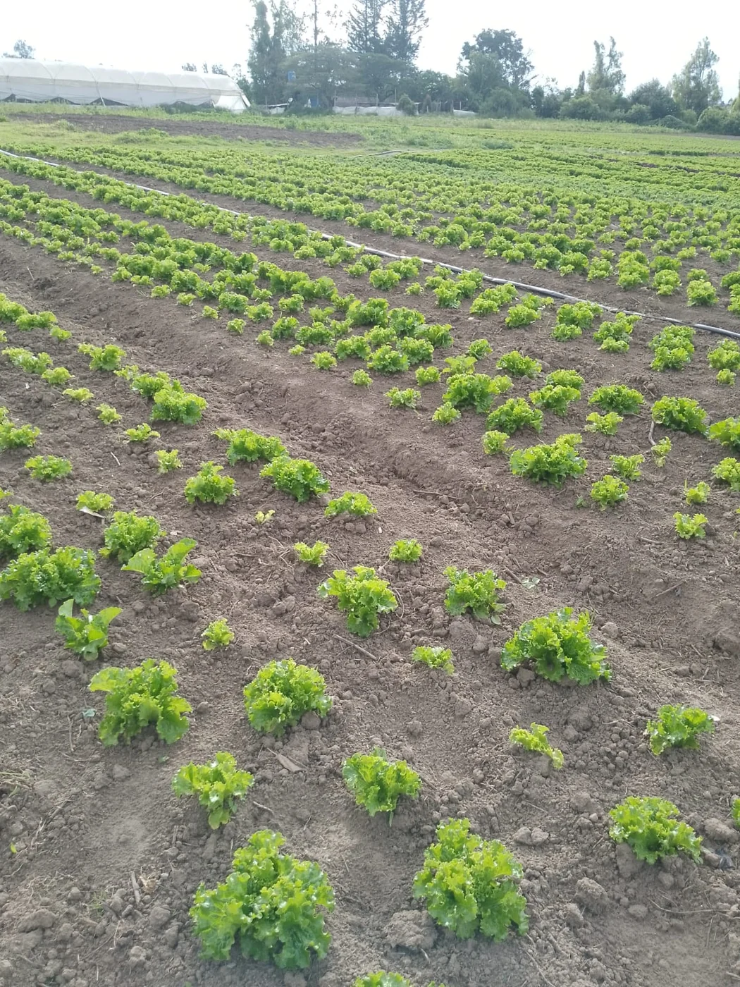 Hileras de lechugas cultivadas por AGROSHADAY en Puembo