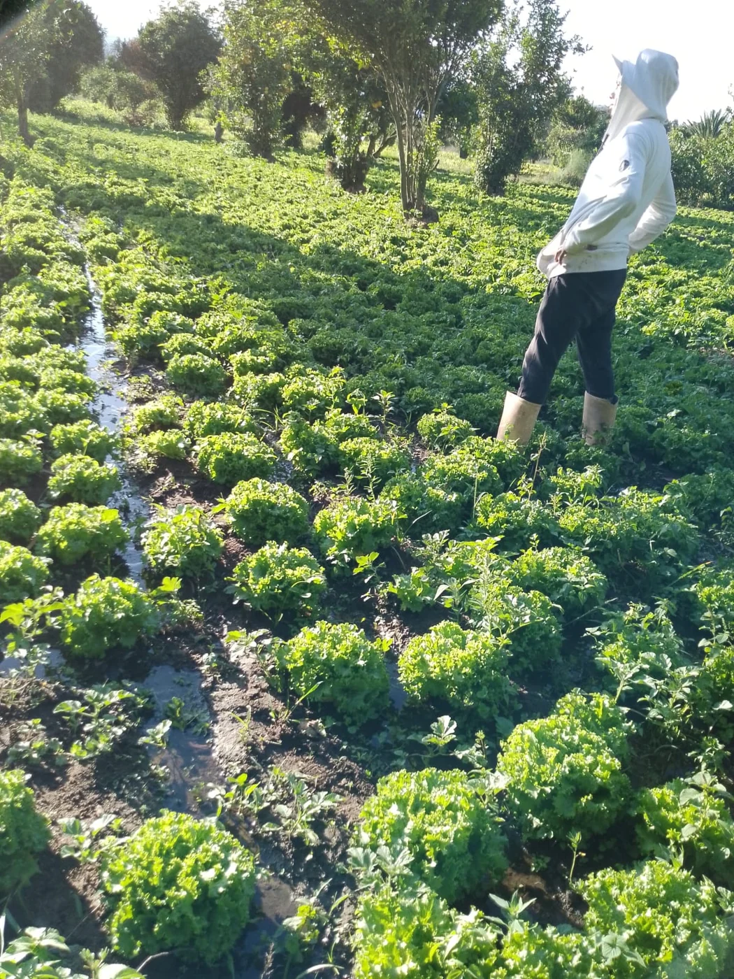 Revisión de las lechugas durante el cultivo