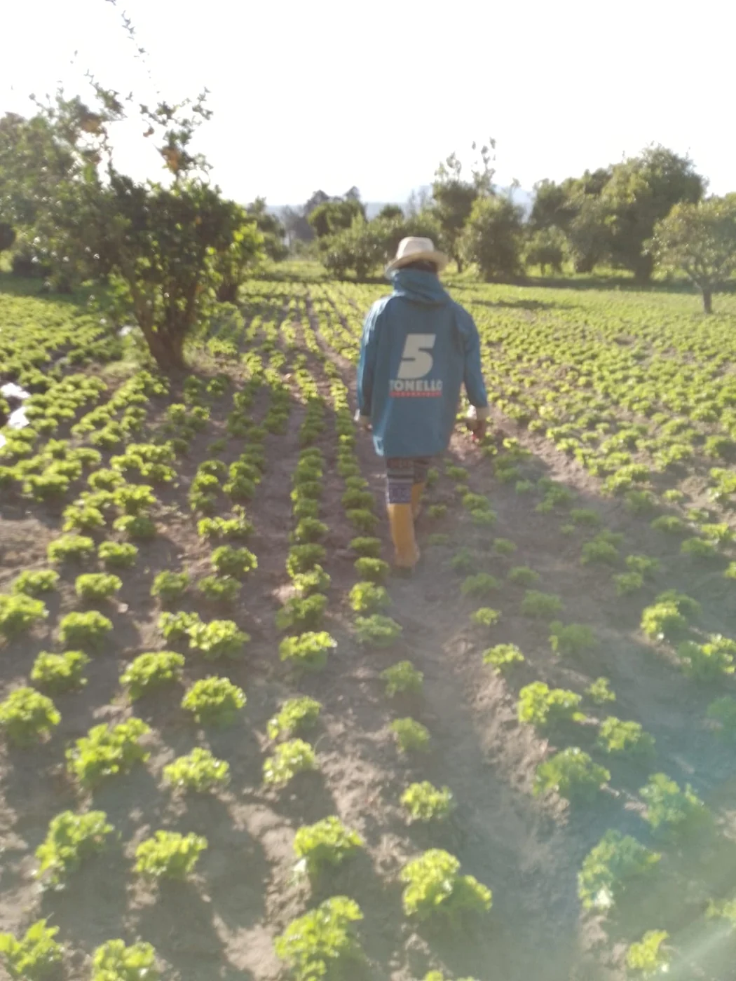 Trabajo agrícola entre las hileras