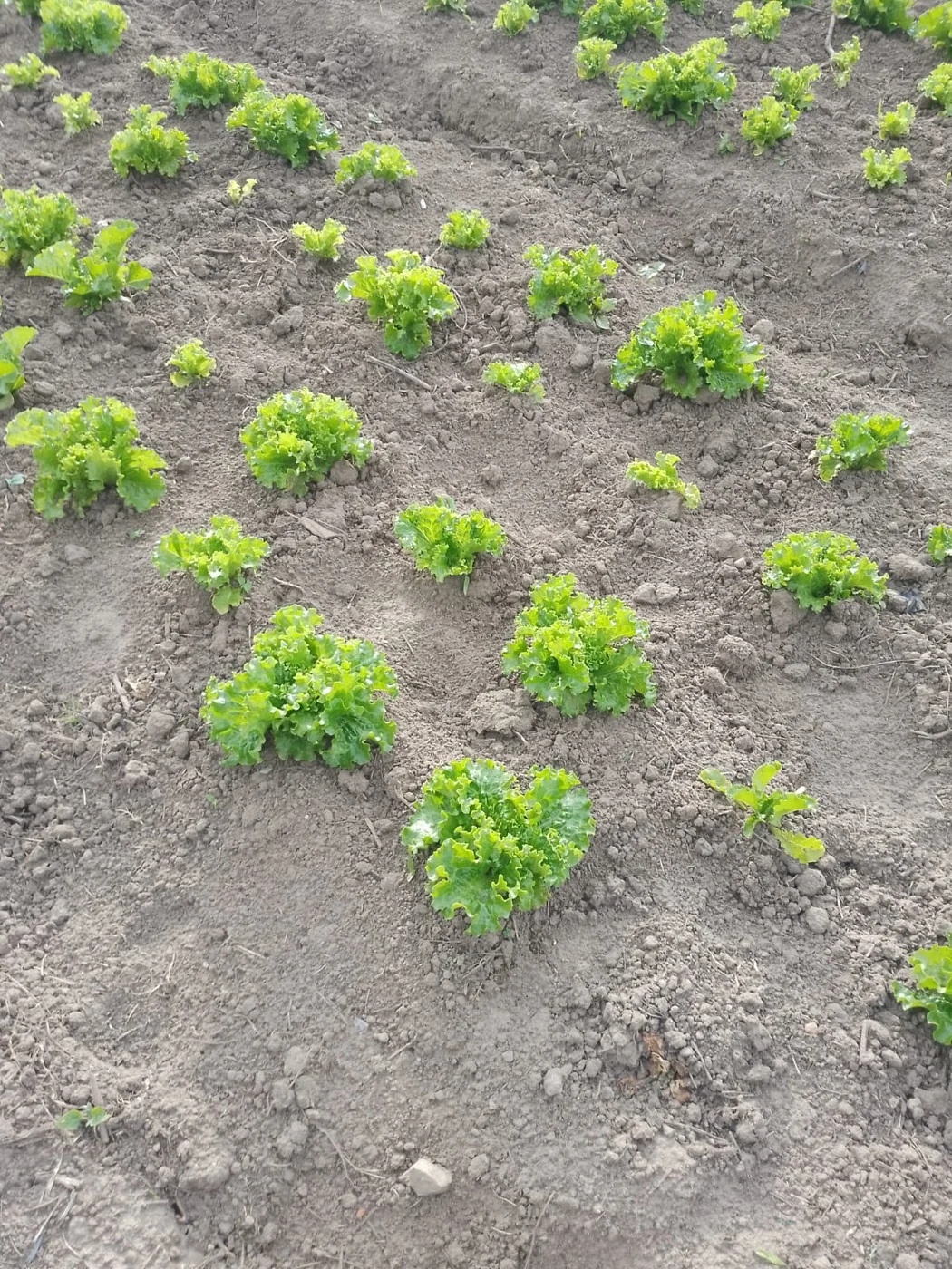 Lechugas frescas creciendo en la tierra